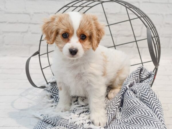 Cavachon Dog Female Blenheim 36252 Petland Novi, Michigan