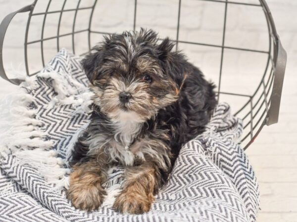 Teddy Bear-Dog-Female-Black & Brown-36253-Petland Novi, Michigan