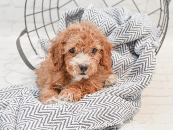 Miniature Poodle Dog Male Red w/Whtie Marks 36255 Petland Novi, Michigan