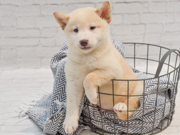 Shiba Inu-Dog-Male-Cream-36256-Petland Novi, Michigan