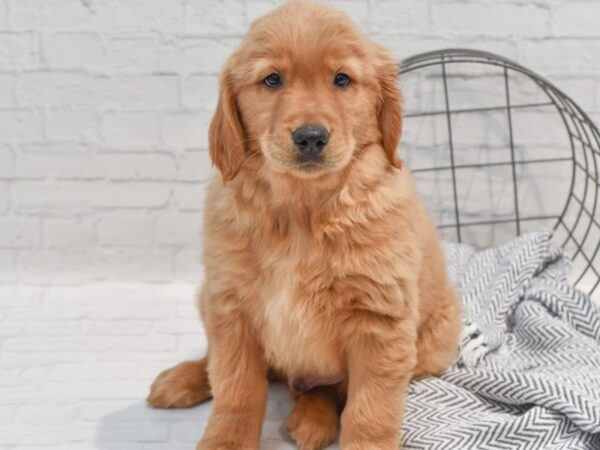 Golden Retriever Dog Male Golden 36257 Petland Novi, Michigan