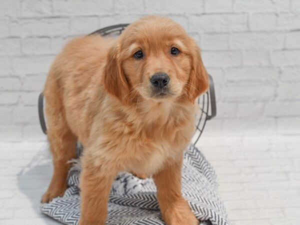 Golden Retriever Dog Female Golden 36258 Petland Novi, Michigan