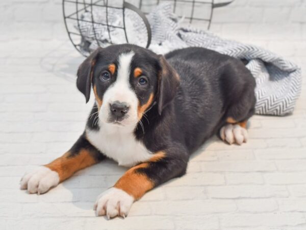 Greater Swiss MT Dog Dog Female Tri 36259 Petland Novi, Michigan