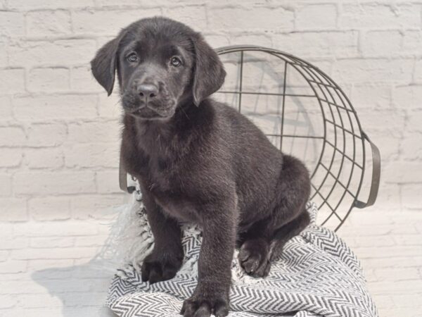 Labrador Retriever Dog Male Black 36260 Petland Novi, Michigan