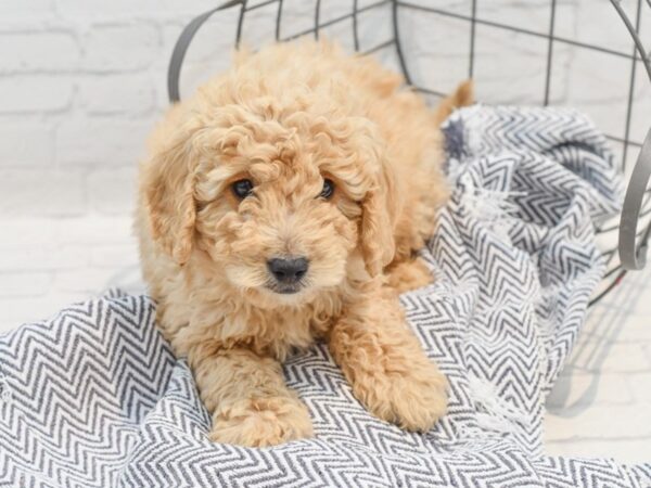 Mini Goldendoodle Dog Male Apricot 36261 Petland Novi, Michigan