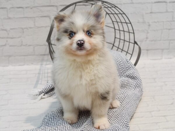 Pomsky-Dog-Male-Blue Merle-36263-Petland Novi, Michigan