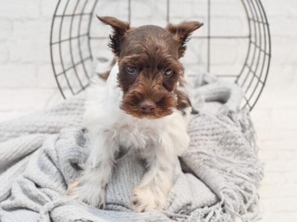 Miniature Schnauzer-Dog-Male-Chocolate / White-36266-Petland Novi, Michigan