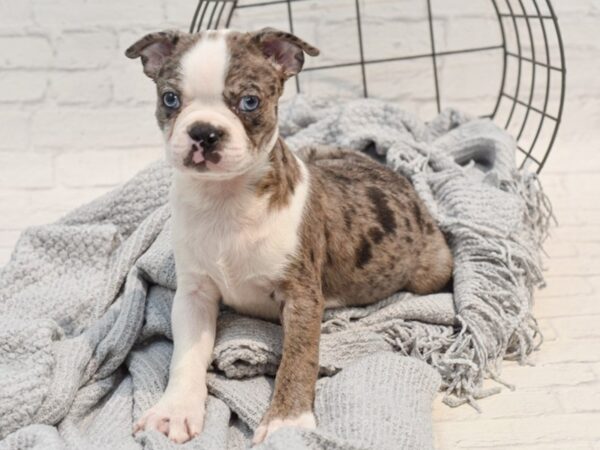 Boston Terrier Dog Male Blue Merle / White 36268 Petland Novi, Michigan