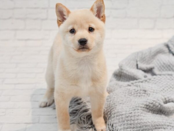 Shiba Inu-Dog-Female-Cream-36269-Petland Novi, Michigan