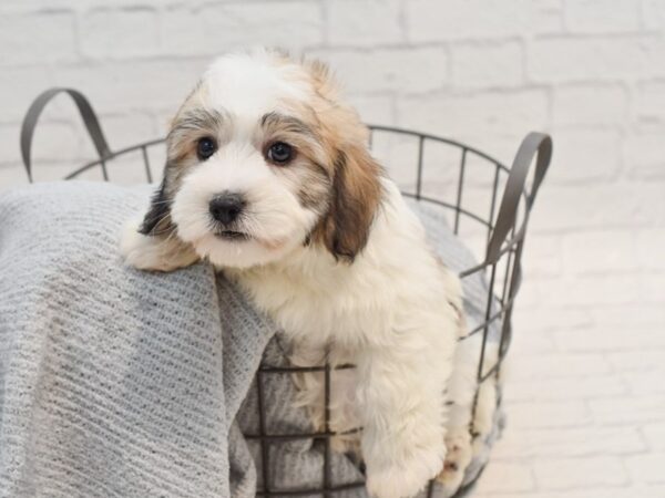 Coton De Tulear Dog Male White & Brindle 36270 Petland Novi, Michigan