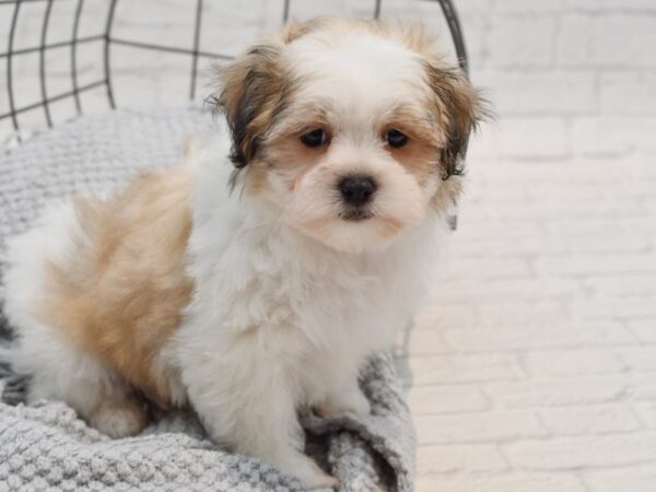 Teddy Bear Dog Female Brown & White 36271 Petland Novi, Michigan