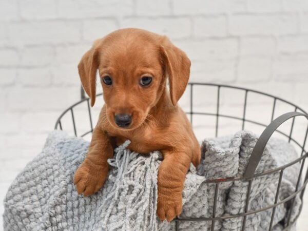 Dachshund-Dog-Male-Cream-36274-Petland Novi, Michigan