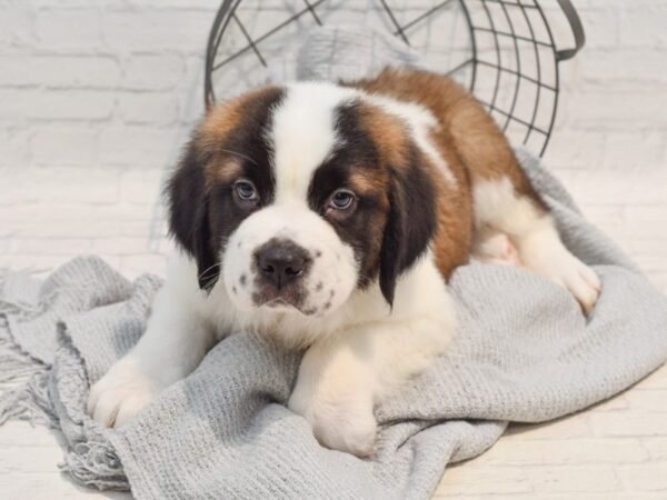 Saint Bernard Dog Male Sable & White 36276 Petland Novi, Michigan