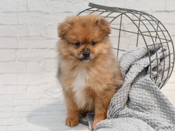 Pomeranian-Dog-Male-Chocolate Merle & White-36279-Petland Novi, Michigan