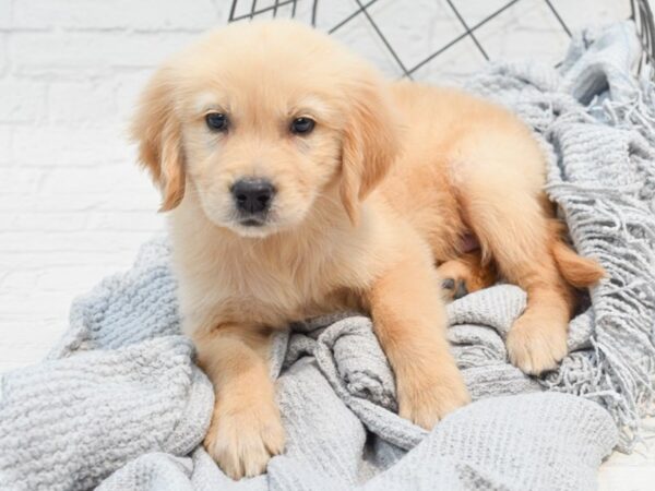 Golden Retriever Dog Male Light Golden 36280 Petland Novi, Michigan