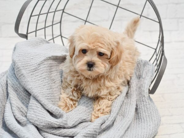 Maltipoo Dog Female Apricot 36281 Petland Novi, Michigan