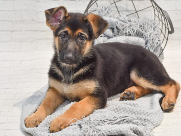 German Shepherd Dog Female Black & Red 36282 Petland Novi, Michigan