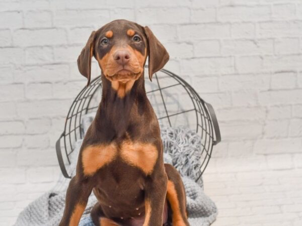 Doberman Pinscher Dog Female Red & Rust 36283 Petland Novi, Michigan