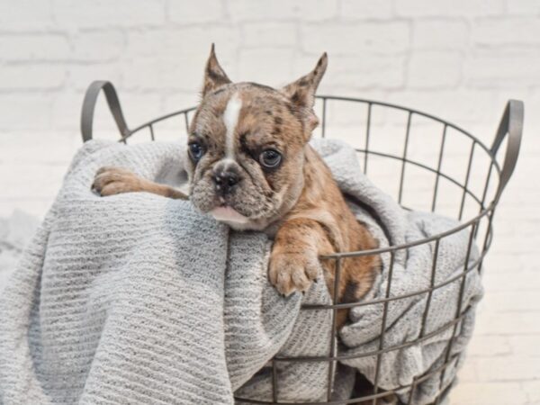 French Bulldog Dog Female Chocolate Merle 36284 Petland Novi, Michigan