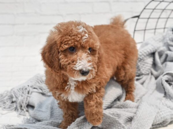 Poodle Dog Female Red 36285 Petland Novi, Michigan