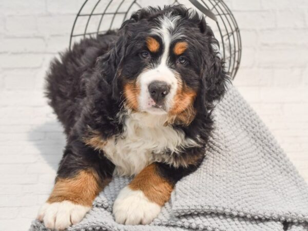 Bernese Mountain Dog Dog Male Tri 36289 Petland Novi, Michigan