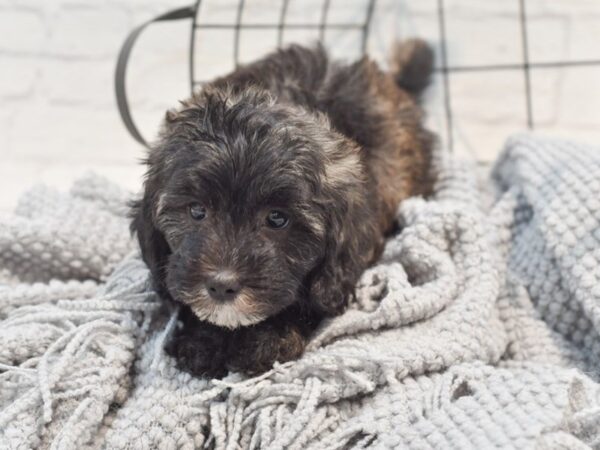 Teddy Bear Dog Female Brindle 36292 Petland Novi, Michigan