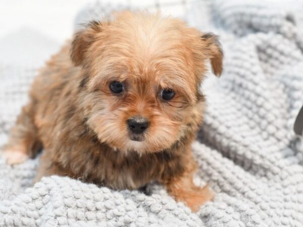 Shorkie Dog Male Brown, Tan & Black 36293 Petland Novi, Michigan