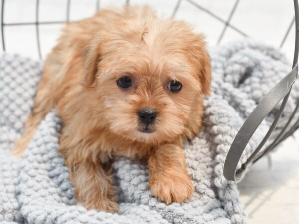 Shorkie-Dog-Female-Brown & Whtie-36294-Petland Novi, Michigan