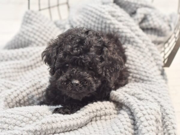 Miniature Poodle-Dog-Male-Black-36298-Petland Novi, Michigan