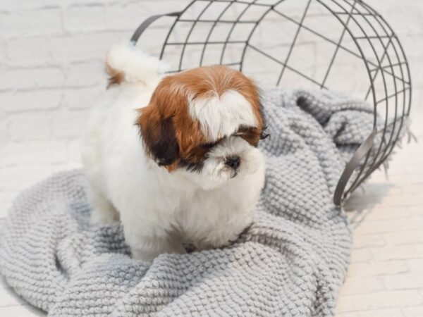 Shihpoo-Dog-Male-Red & White-36303-Petland Novi, Michigan