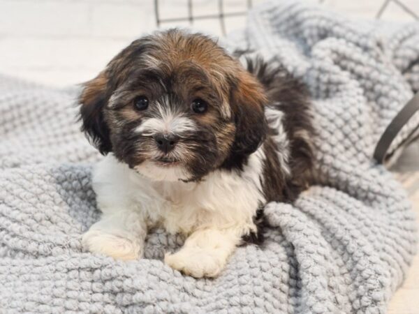 Havanese Dog Male Brindle & White 36306 Petland Novi, Michigan