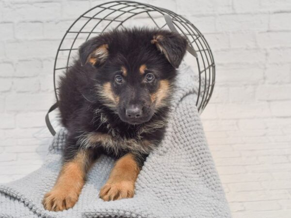 German Shepherd Dog Male Black & Tan 36308 Petland Novi, Michigan