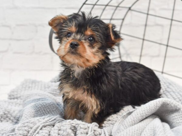 Yorkshire Terrier Dog Female Black & Tan 36311 Petland Novi, Michigan