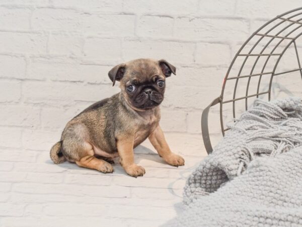 Pug-Dog-Female-Fawn-36287-Petland Novi, Michigan