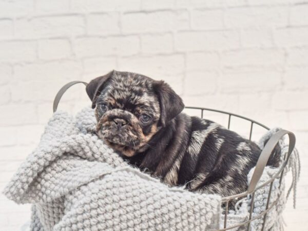 Pug Dog Male Blue Merle 36288 Petland Novi, Michigan