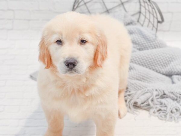 Golden Retriever Dog Female Golden 36329 Petland Novi, Michigan