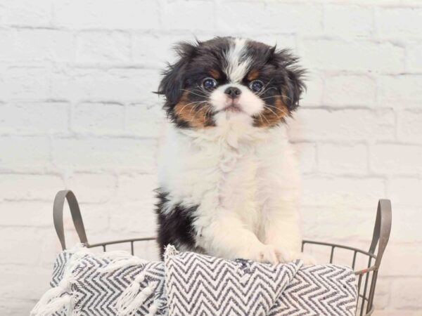 Japanese Chin Dog Female Black & White 36164 Petland Novi, Michigan