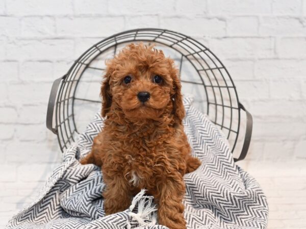 Cavapoo Dog Male Red 36175 Petland Novi, Michigan