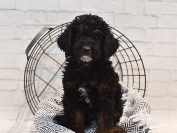 Miniature Poodle-Dog-Male-Black Phantom-36159-Petland Novi, Michigan