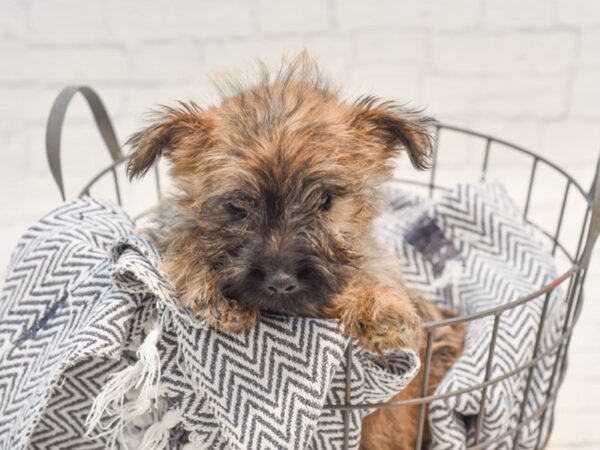 Cairn Terrier Dog Male Wheaten 36185 Petland Novi, Michigan