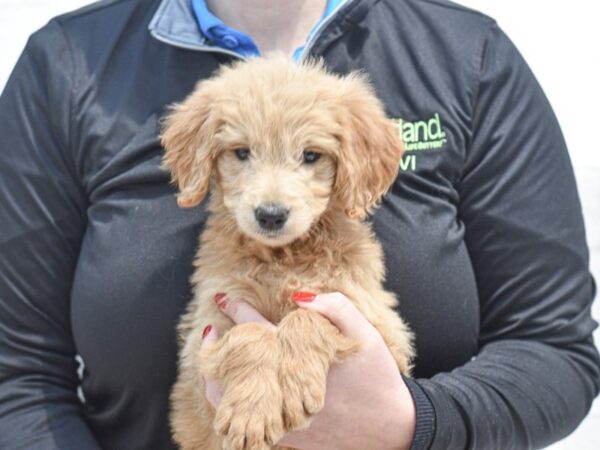 F1 Standard Goldendoodle Dog Female Light Golden 36204 Petland Novi, Michigan