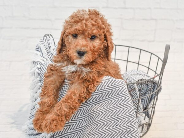 Moyen Poodle Dog Male Red 36195 Petland Novi, Michigan