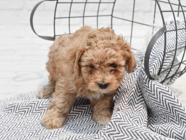 Bichonpoo Dog Male Red 36214 Petland Novi, Michigan