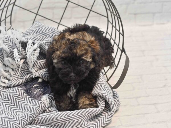 Havapoo Dog Male Black & Tan 36231 Petland Novi, Michigan