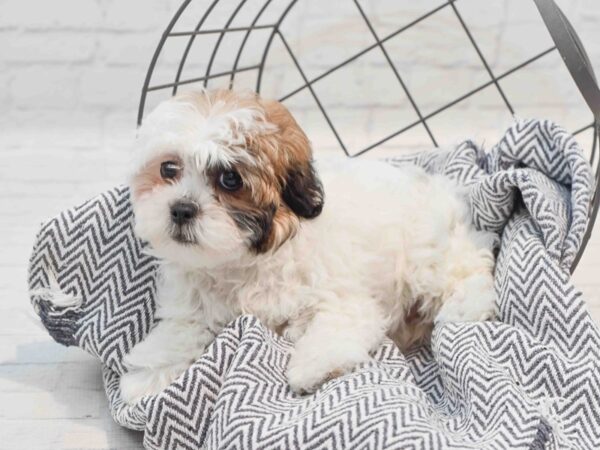 Shihpoo Dog Female Gold White & Black 36232 Petland Novi, Michigan