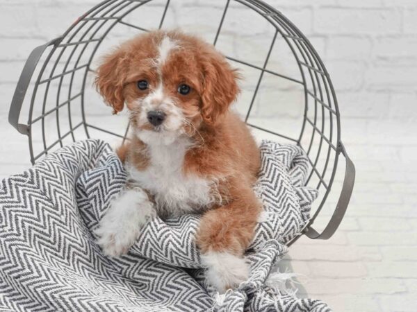 Cavapoo Dog Female Red & White 36241 Petland Novi, Michigan