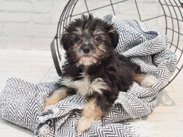 Havanese Dog Male Black / Tan 36244 Petland Novi, Michigan