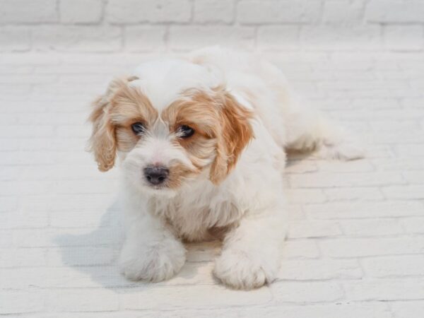 Cavachon Dog Male Blenheim 36251 Petland Novi, Michigan