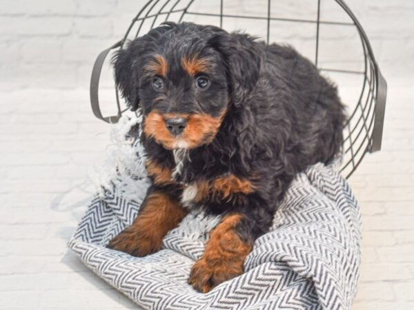 Bernadoodle Dog Male Tri 36265 Petland Novi, Michigan