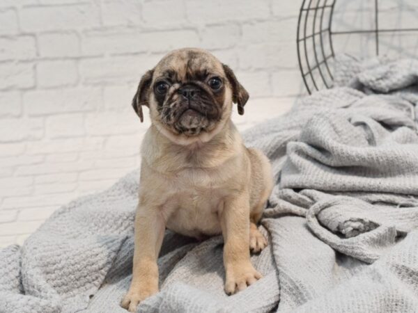 Pug Dog Male Fawn 36267 Petland Novi, Michigan